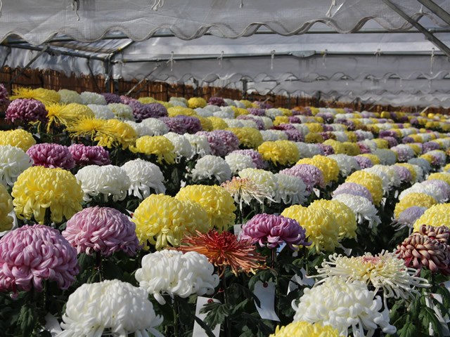 菊花展