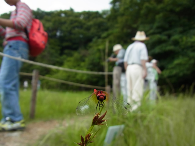 板山高根湿地